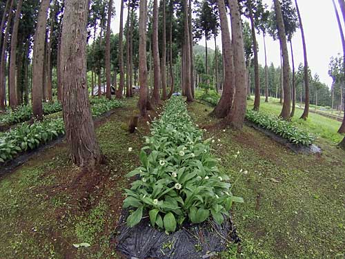 行者ニンニクには、沢山のツボミが着いてくれました。