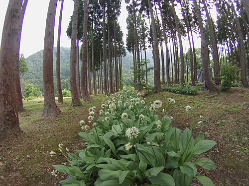 行者ニンニクの花が満開になりました。