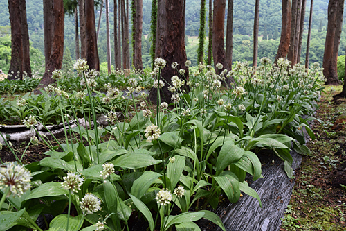 行者ニンニクの花が見事です。