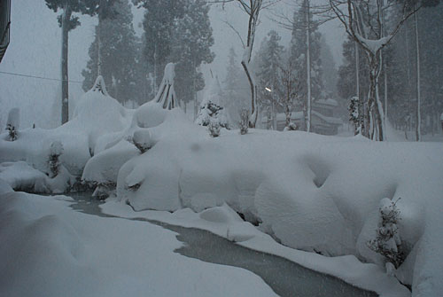 庭木もずいぶん雪に埋まりました。