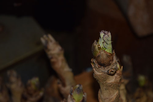 ハウスのタラの芽が動き始めました。