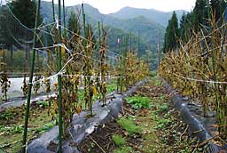 枝豆の片づけ開始