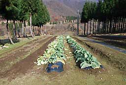 白菜とキャベツの収穫後の畑です