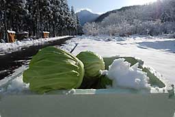 最近の霜や雪でずいぶんあまくなってきました