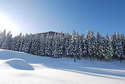 青空、杉林そして雪原……、感無量かな？