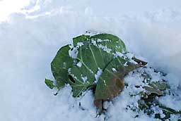 「あまだま」は雪の下で、無事元気？