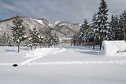 除雪した「あまだま」キャベツ畑です