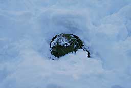 雪の下から掘り出した「あまだま」です