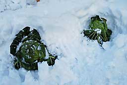 「あまだま」は、雪の下でガンバっています