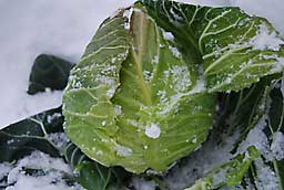 １２月１８日に雪の下から掘ったときの写真です