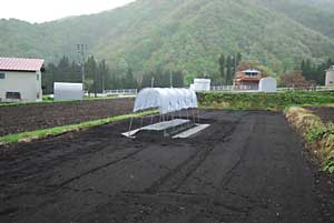 トマト畑に屋根（ビニール）を掛けました