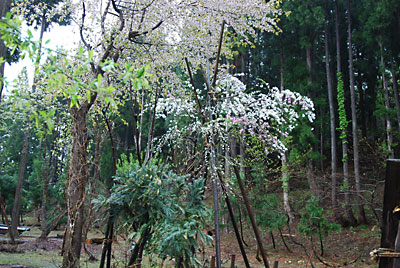 １本から紅白の花が咲く珍しい桃です