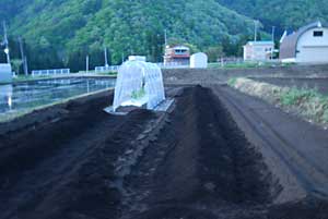 トマトを植えた畑も耕耘しました