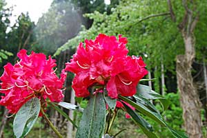 庭のシャクナゲの花が咲き出しました