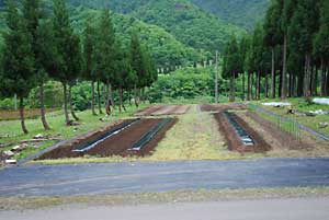 枝豆の畝を３本作りました