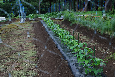 昨日、除草した枝豆畑です。