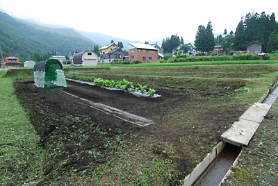 トマト畑も草刈りが終わりました。