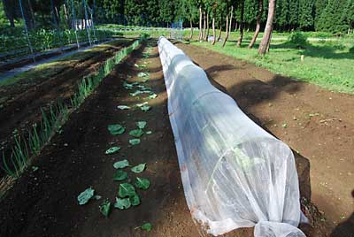 キャベツの下葉の撤去と殺虫剤を散布しました。