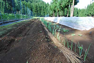 今日は、冬用ネギの追肥と土寄せの作業をする予定です。