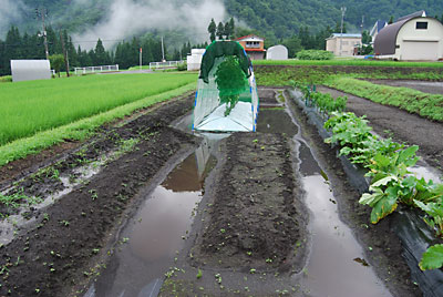 トマト畑が、水だらけになってしまいました。