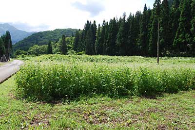 伐採（粉砕）前です。