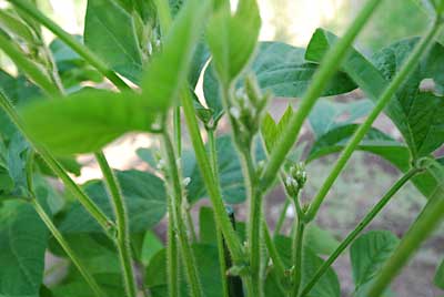 枝豆に花が咲き始めていました。