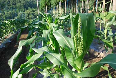 第三弾のトウモロコシには、雄花がもう出始めました。