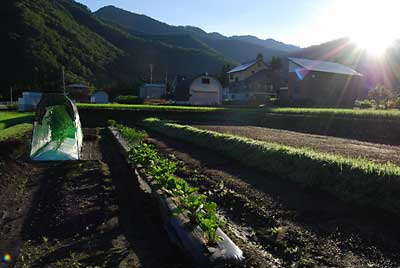 今日も朝から快晴です。