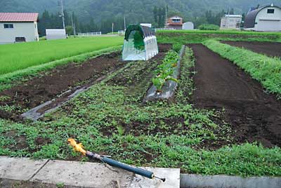 灯油バーナーでの除草前です。