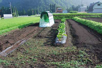 約1時間半かかって何とか除草が終わりました。