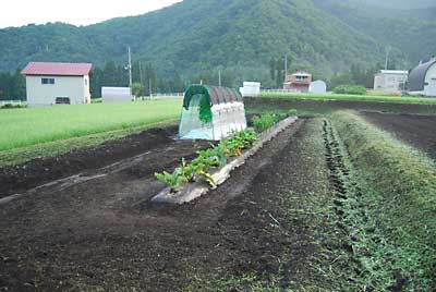 トマト畑の回りの草刈りをしました。