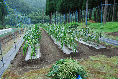 雄花の撤去が完了しました。