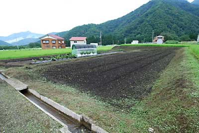 秋蕎麦が発芽し始めました。