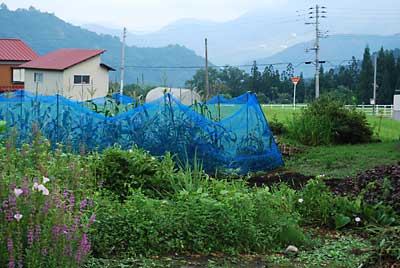 夕方前に襲撃にきた猿に襲われたトウモロコシ畑です。