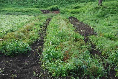 蕎麦畑の隣に植えたジャガイモです。もうすぐ収穫です。