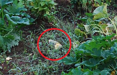 かぼちゃが猿に食べられていました。