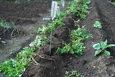 家の裏におばあちゃんが植えたジャガイモは猿に掘られ全滅です。