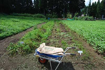 大源太農園のジャガイモは、大豊作でした♪