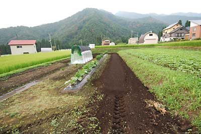 トマト畑の回りを除草を兼ねてトラクターで耕耘しました。