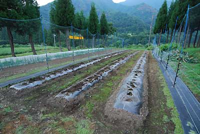 トウモロコシも撤去しました。