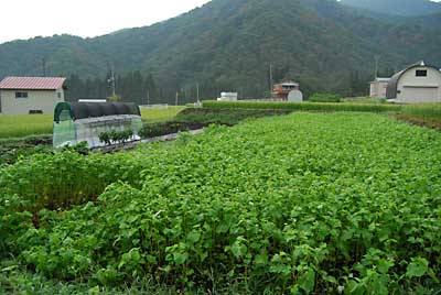 トマト畑の脇に植えた蕎麦は、少ししか倒れませんでした。