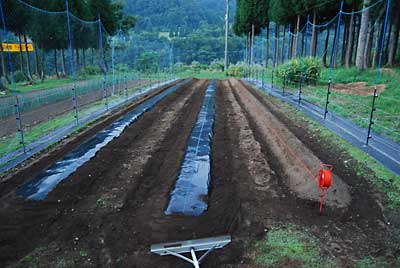 暗くなる寸前にキャベツ用のマルチ張りが完了しました。