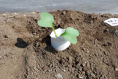 トイレットペパーの芯で防御します。