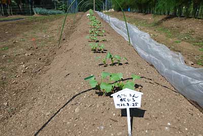 ５本生えた大根の苗を３本に間引きして土寄せをしました。