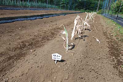 九条ネギを６０本、植え付けました。