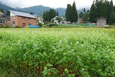 満開の蕎麦