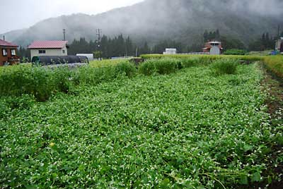 雨でトマト畑のわきの蕎麦は倒れてしまいました。