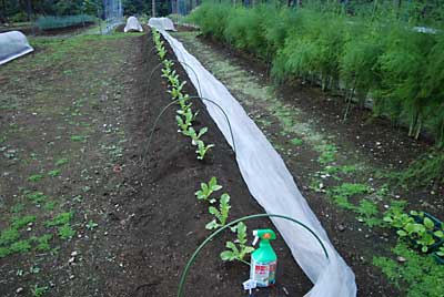 ついでに草取りとアブラムシを防除しました。