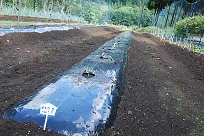 とりあえず「あまだま」の定植が完了しました。