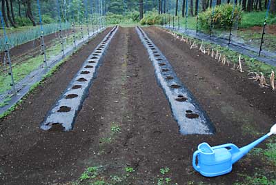 いよいよ雪下キャベツの定植をします。まずは、下準備。